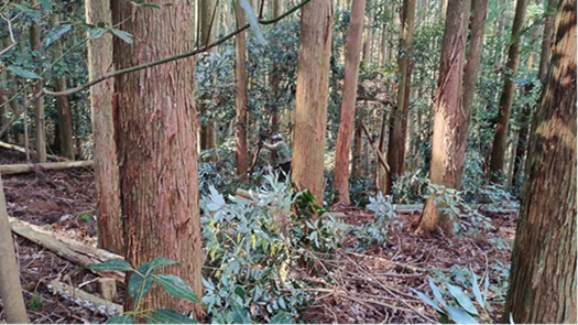 Forest before thinning trees