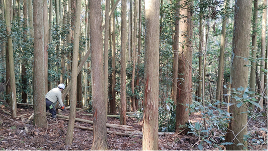 Thinning trees in the forest